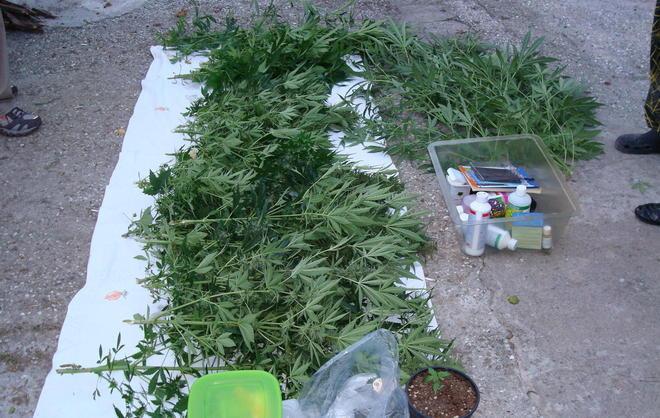Una piantagione di marijuana vicino casa 