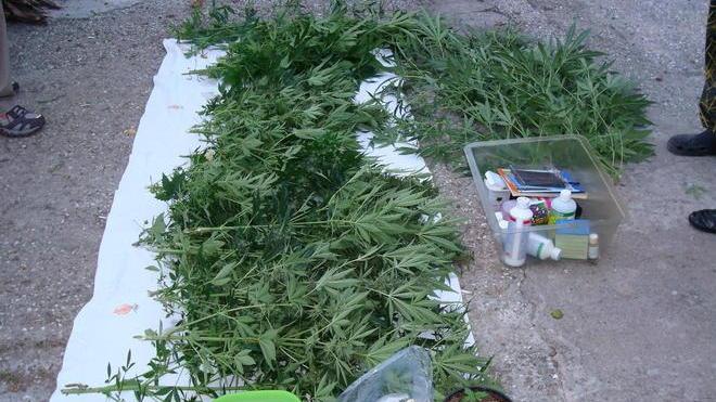 Una piantagione di marijuana vicino casa