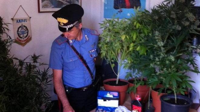 Dieci piante di marijuana coltivate nella serra in casa