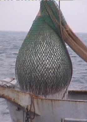 «Blocchiamo i pescherecci in arrivo dalla Toscana» 