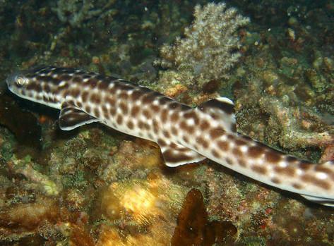 L’acquario cerca sponsor per acquistare squali 