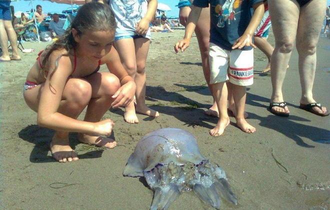 Medusa gigante a pochi metri da riva