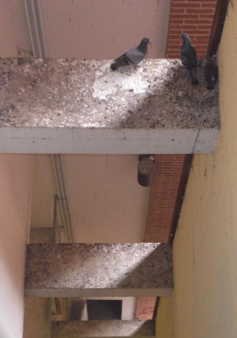 Piccioni e incuria un Cencione sporco accoglie i turisti 