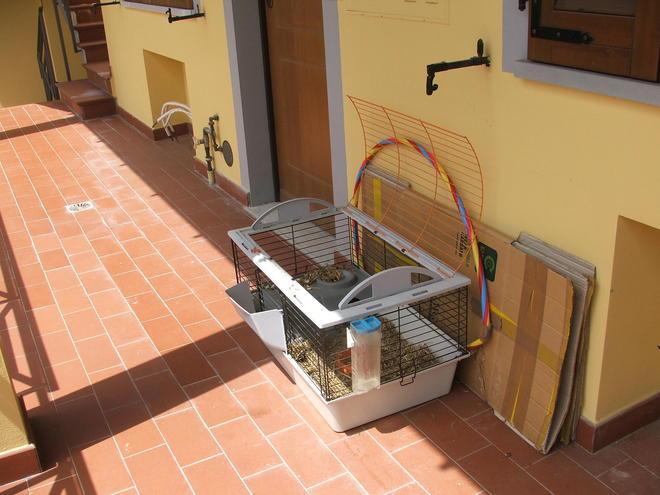 Si dimentica il porcellino sul terrazzo e l’animale muore, denunciata una 35enne di origini romene 
