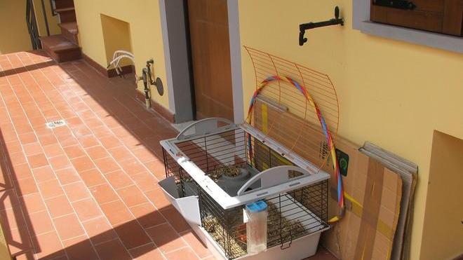 Si dimentica il porcellino sul terrazzo e l’animale muore, denunciata una 35enne di origini romene