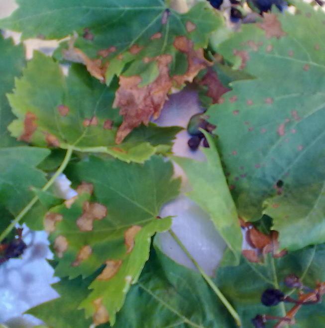 I vigneti a rischio, il «marciume nero» attacca la Romangia 