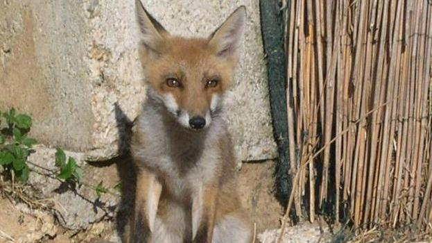 Le volpi fanno razzìa di animali da cortile il giorno e la notte