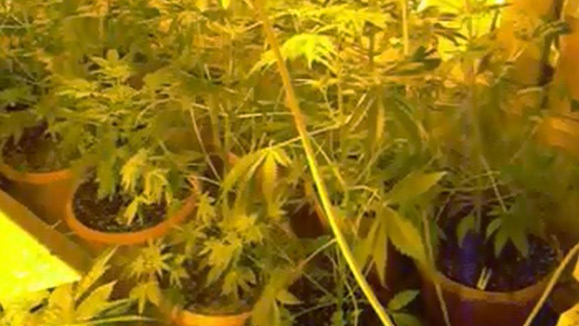 Scoperta piantagione di marijuana arrestato un operaio di 24 anni