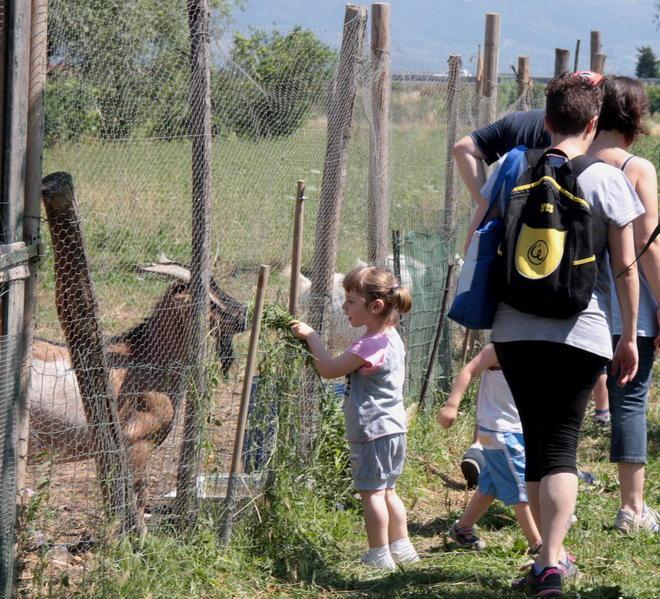 Cercasi famiglie disposte ad adottare un orto 