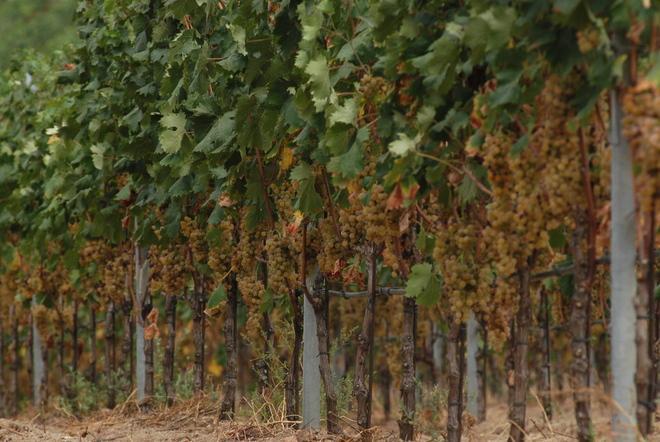 La nuova cantina sociale parte dalla cooperazione 