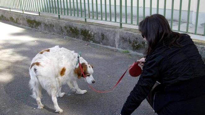 Tolleranza zero dei vigili con i padroni dei cani