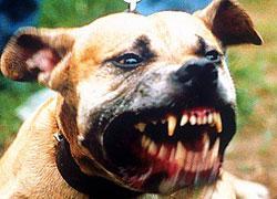 Pitbull azzanna al volto un cinquantenne 