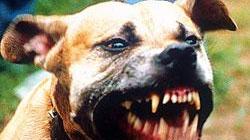 Pitbull azzanna al volto un cinquantenne