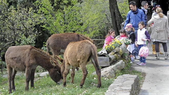 In giro con gli asini sul Monte Serra con tanto di guida