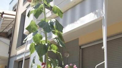 Super girasole in un giardino: il fusto è alto tre metri