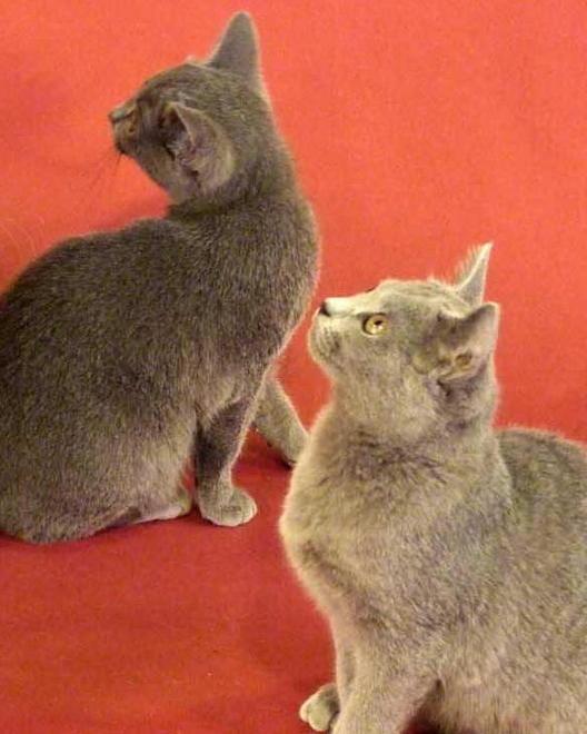 Gatti da sterilizzare, è scontro 