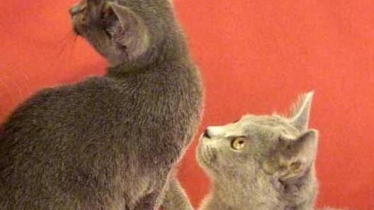 Gatti da sterilizzare, è scontro