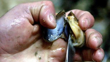 Pesca, sequestrati 30 chili di molluschi al pontile di Forte