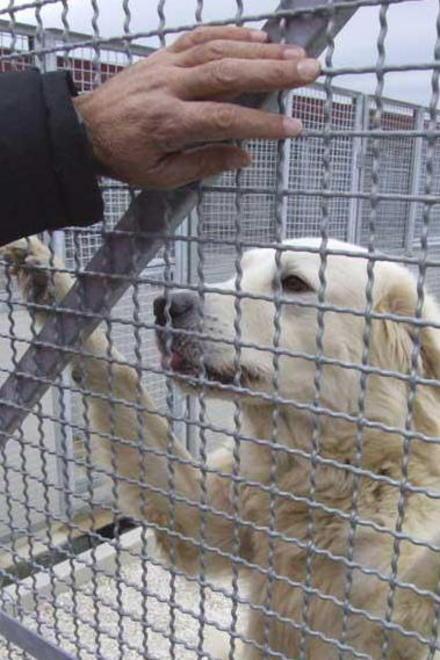Randagi in aumento Gli animalisti: crollo delle sterilizzazioni 