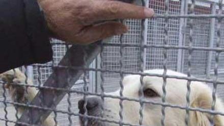 Randagi in aumento Gli animalisti: crollo delle sterilizzazioni