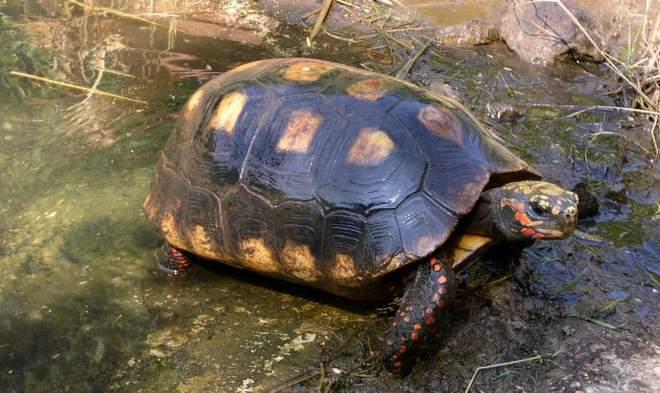 Una nuova casa a Venelle per le tartarughe 