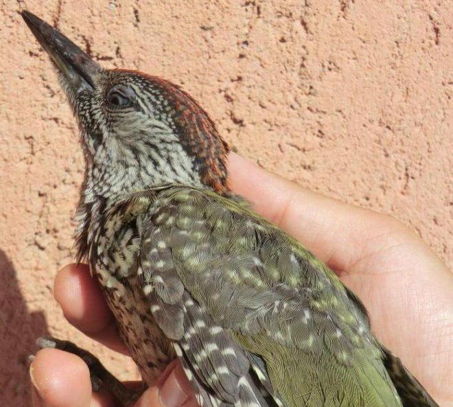 Un picchio verde salvato a Rispescia