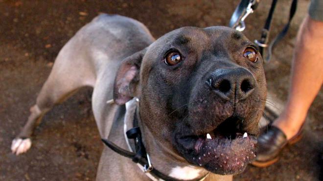 «Il mio pitbull Vasco non è pericoloso se non lo provocano» 