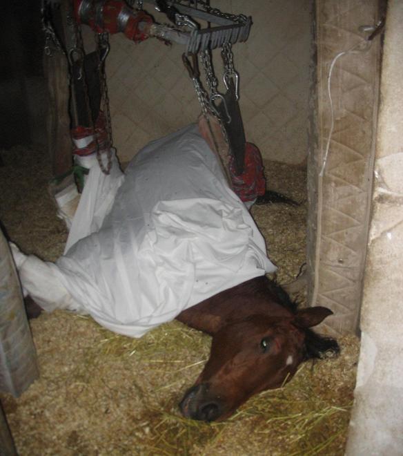 Febbre del Nilo, si teme il contagio 