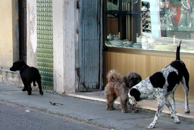 Emergenza, arriva l’accalappiacani