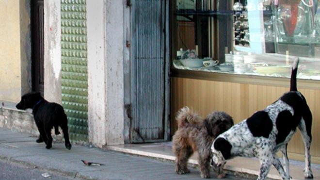 Emergenza, arriva l’accalappiacani