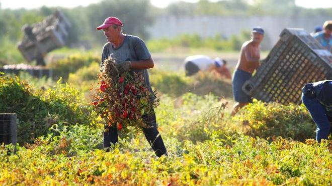 Crisi idrica e pomodori a rischio