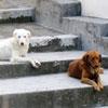 Cattura e assistenza dei cani costa al Comune 60mila euro 