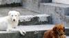 Cattura e assistenza dei cani costa al Comune 60mila euro