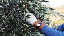 Olive e mosca Corsi al via