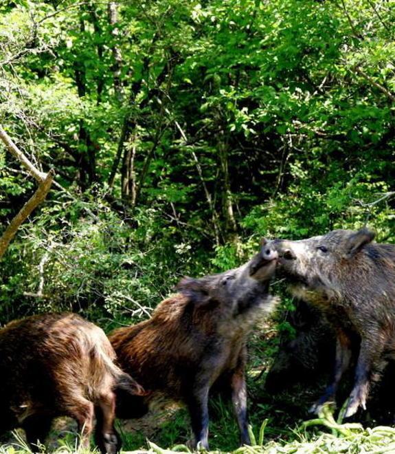 La vittoria al Tar contro la caccia sa tanto di beffa 