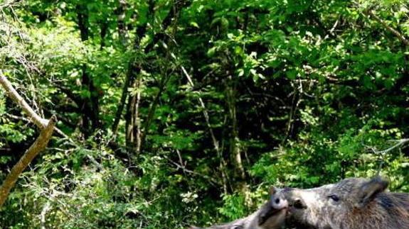 La vittoria al Tar contro la caccia sa tanto di beffa