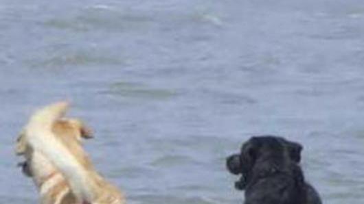 Accordo fra Anci e Federazione diritti animali contro il randagismo