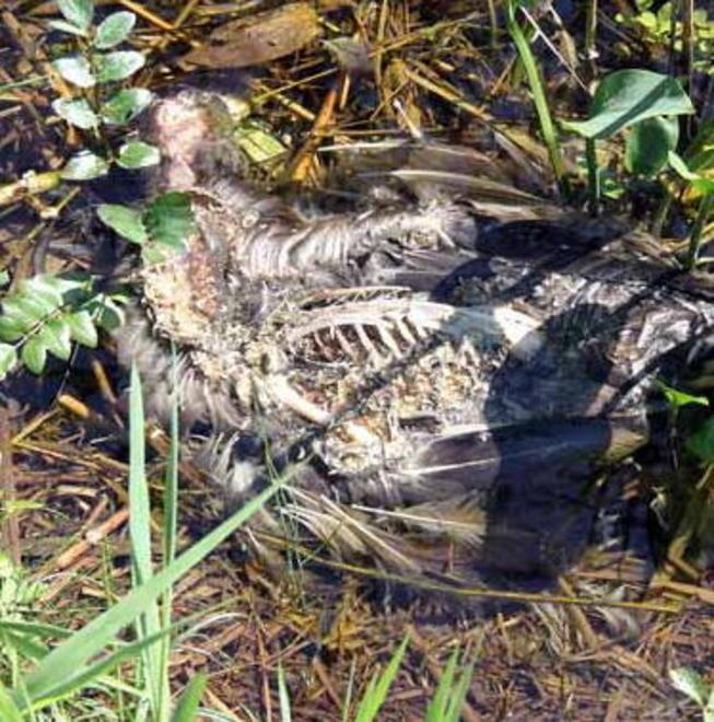 Papere in difficoltà Rischiano di restare all’asciutto 