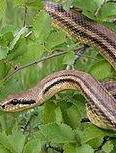Il cacciatore che ha salvato il serpente 