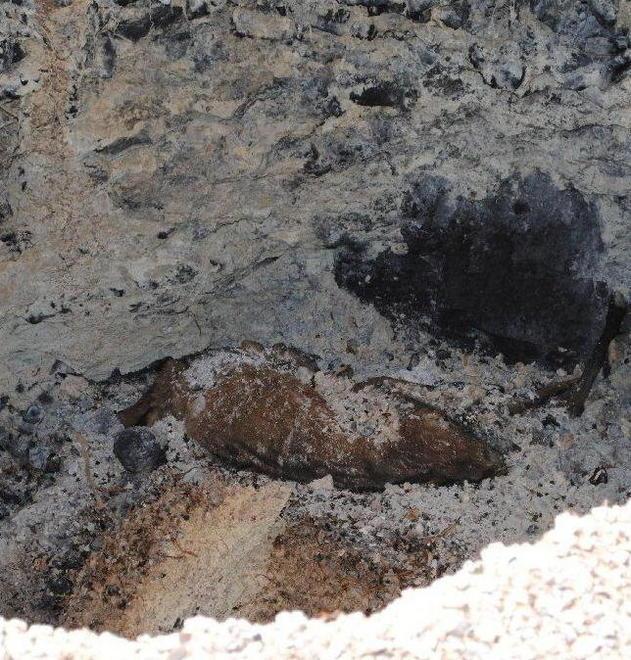 Trovati quattro daini morti alle Puzzole 