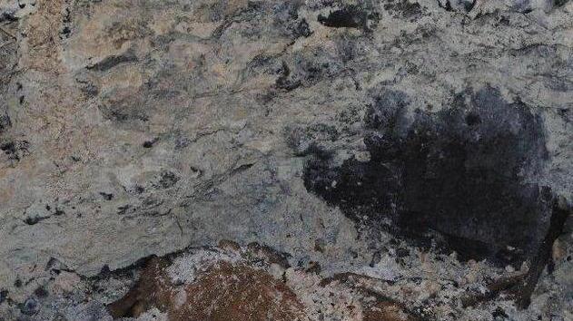 Trovati quattro daini morti alle Puzzole
