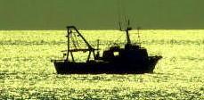 Pesca a strascico illegale e tutti chiudono gli occhi 