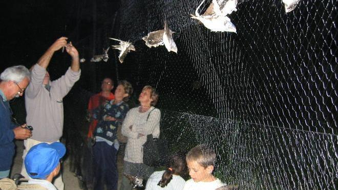 Nuove visite all’oasi inanellando rondini e studiando farfalle