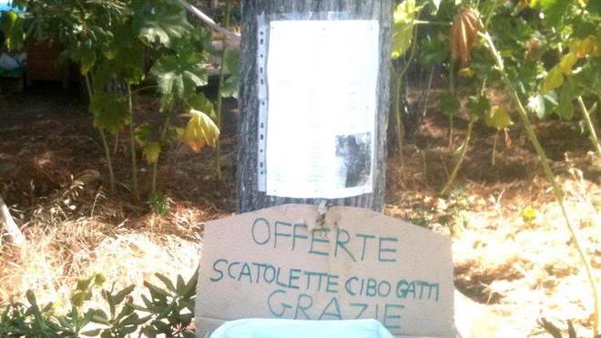 Troppo sporco il rifugio per gatti