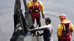 Mucca finisce in una vasca d’acqua, salvata dai vigili del fuoco