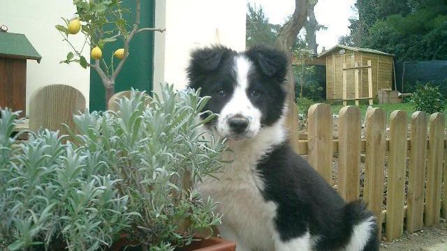 Ecco “il diario di un cane felice”