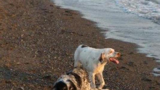 Spiaggia dei cani, ora è polemica