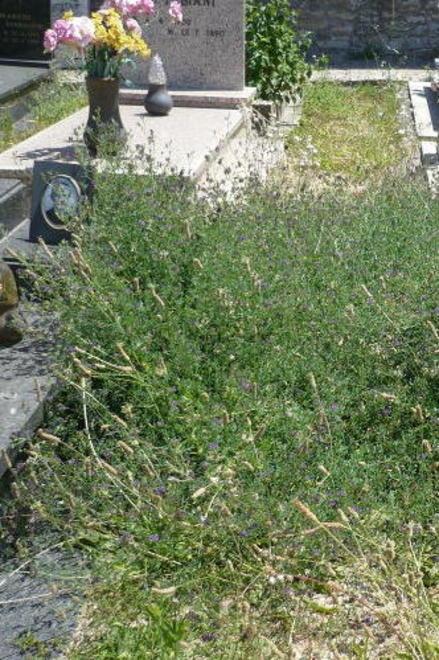 Erba alta e incuria nel cimitero 