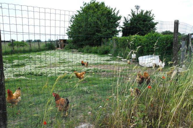 All’Ippoasi di Marina commissione comunale in seduta straordinaria 