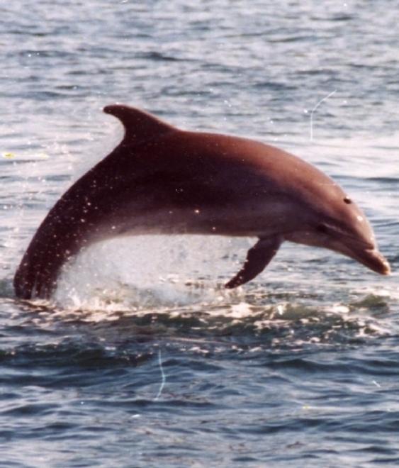 Ecco la bandiera del Santuario dei cetacei
